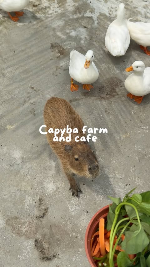 Pet farm & cafe (Sutera Danga, Skudai)
